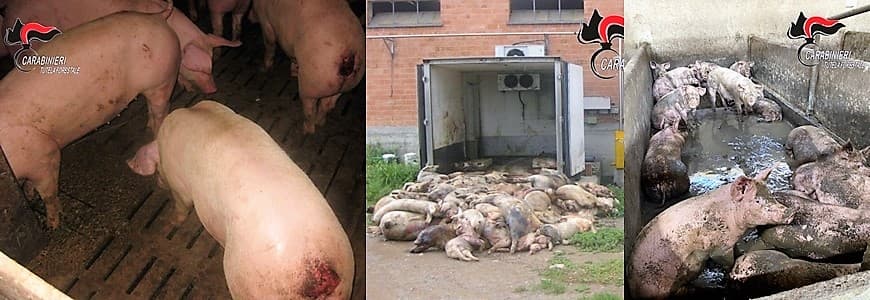 Allevamento di 2000 maiali in pessime condizioni segnalato in Procura