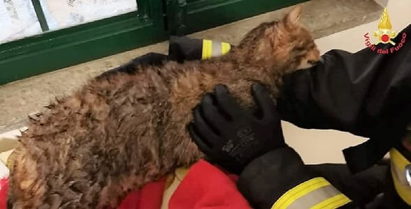 Genova, gatto cade nel pozzo profondo 8 metri, salvato dai Vigili del fuoco