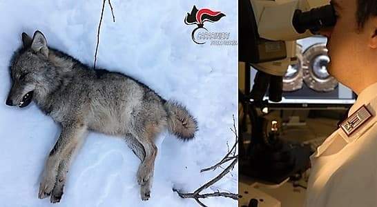 Anche i Ris di Parma per svelare il bracconiere che ha ucciso un lupo