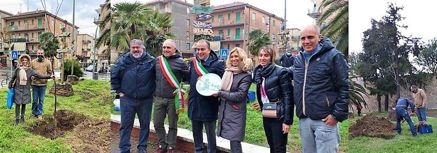 Dall’Alta Valbormida in Riviera, il viaggio di un ciliegio alto tre metri