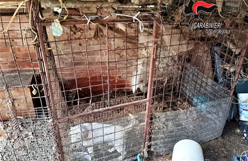 Due cani di razza Beagle tenuti in pessime condizioni a Cortemilia