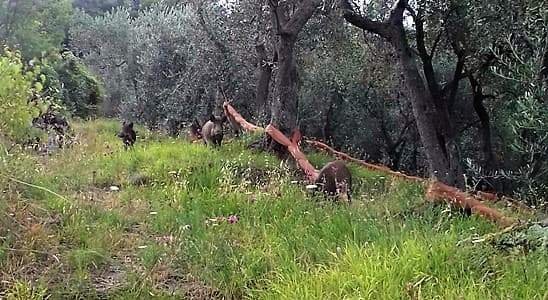Peste suina, la Liguria attiva unità di crisi e blocca la caccia in un esagono