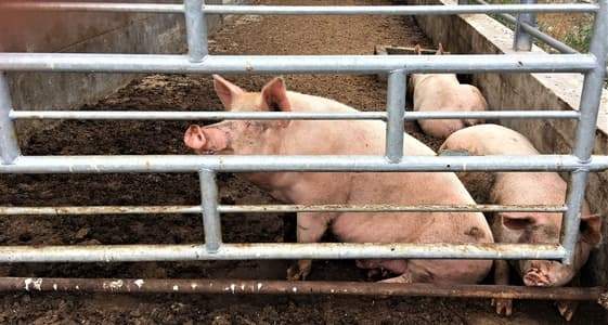 Peste suina incontro a Sassello, ammazziamo i maiali ma i cinghiali?