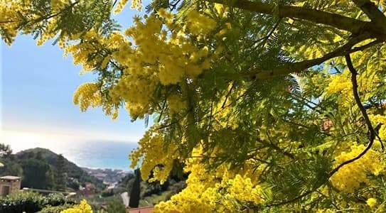 Arrivata dalla Tasmania nel 1800 tinge la Liguria di giallo