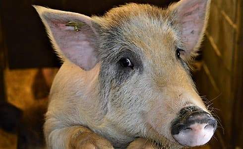 Storie di peste suina, 60 maiali evitano il ‘plotone di esecuzione’, per ora