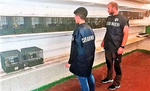 Carabinieri Forestale denunciano 104 persone per detenzione illegale uccelli