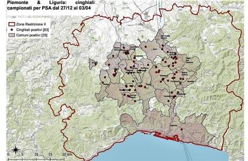 Peste suina africana 3 nuovi casi e i comuni contagiati salgono a 25