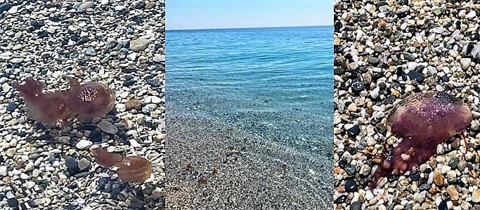 Secondo Osa le meduse a Finale Ligure non sono segno di mare pulito