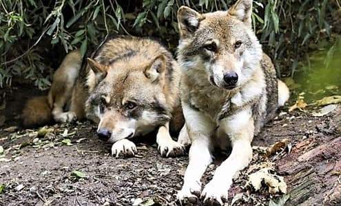 Troppi lupi in Liguria, Valle d’Aosta e Piemonte che chiede l’intervento del Governo