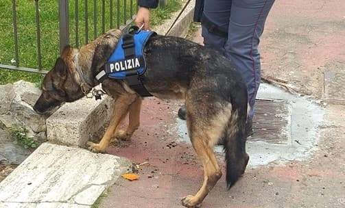 Genova, lite da coltello nel centro storico: denunciato per lesioni aggravate