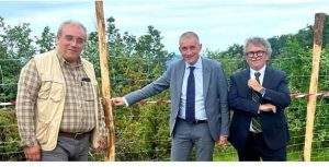 peste suina partita la recinzione