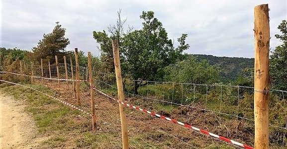 I focolai peste suina ligure – piemontese e laziale non sono collegati