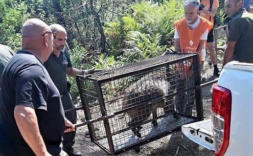 Cinghiali Maggiolina trasferiti, Toti: “Soluzione tutela salute animali”