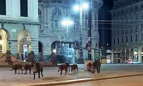 Video passeggiata notturna di cinghiali in piazza De Ferrari