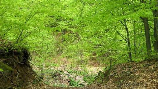 Il verde unico rimedio alla morsa di caldo che non si ferma