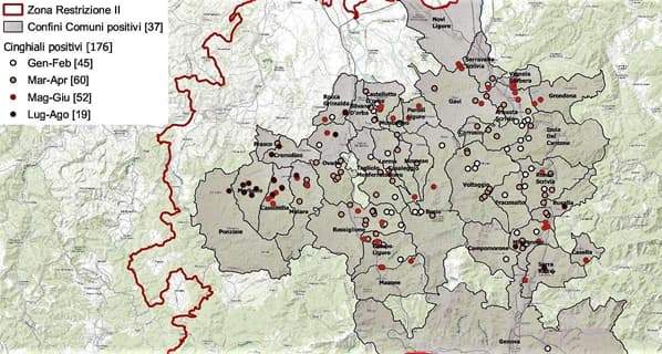 Peste suina, primo caso a Ponzone, nel 2022 solo 700 abbattimenti