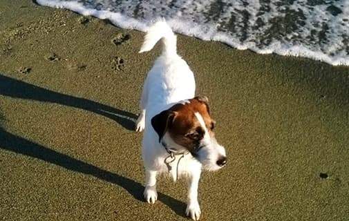 Savona, richiesta una spiaggia libera per cani e padroni