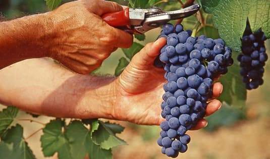 Come sarà la vendemmia 2022 nell’Astigiano 