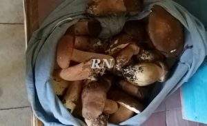 peste suina e funghi 2