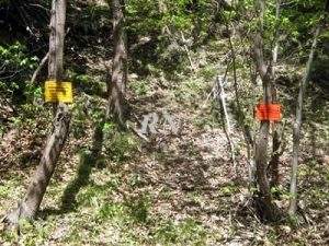 peste suina e funghi consorzi 2