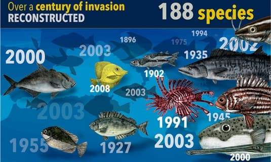 Dal 1896 a oggi il Mediterraneo è stato invaso da 200 nuovi pesci, video