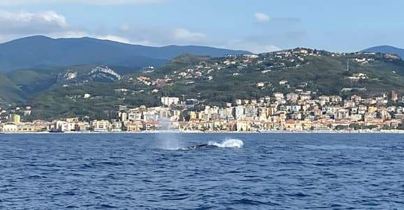 Branco di balenottere comuni lungo la costa savonese