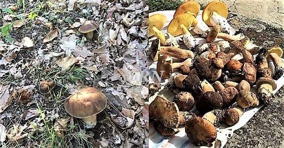 Sassello dopo la Festa Amaretto sotto coi funghi, stagione boom