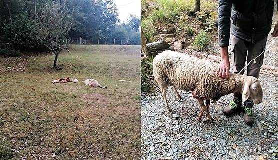 Lupi, strage di pecore a La Carta di Sassello, c’è preoccupazione