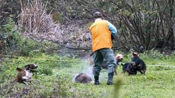 Liguria, il NO dei cacciatori ad abbattere i cinghiali, il perchè