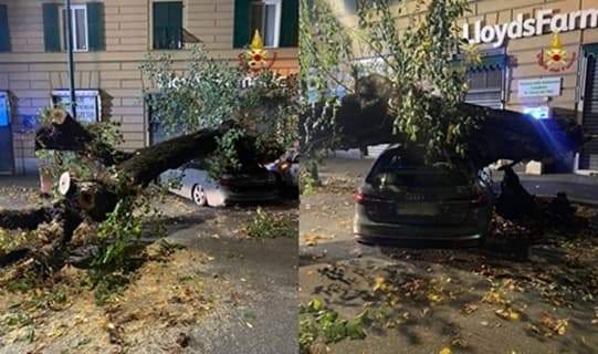 Cade un albero su di una vettura in corso Magenta a Genova