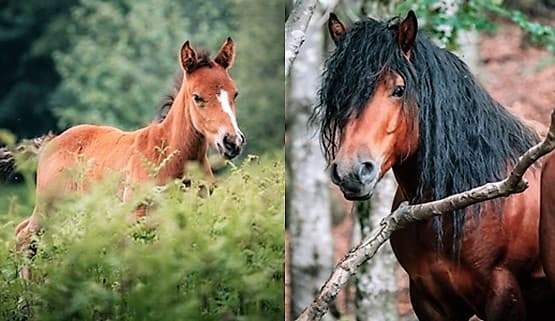 I sette cavalli dell’Aveto saranno liberati a mille metri nei loro branchi