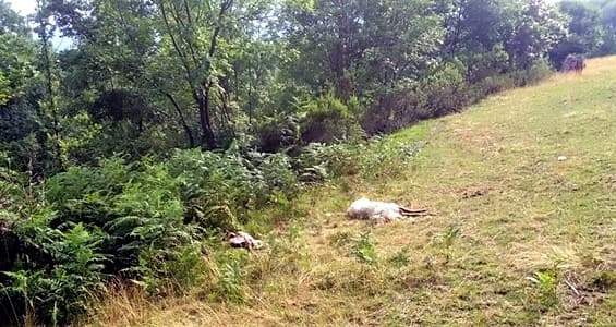 Liguria, attacchi dei lupi, problema sfuggito di mano, ma no abbattimenti