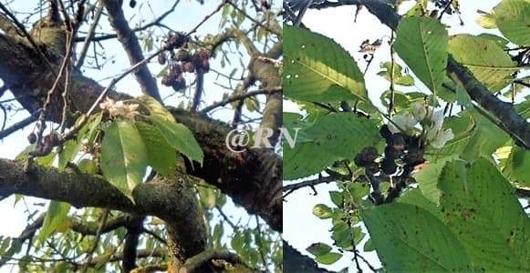 Sassello sei ottobre, il ciliegio sta germogliando