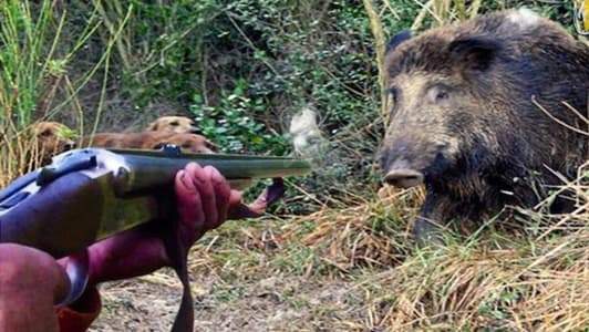 Cinghiali, Coldiretti: “Incentivare caccia e abbattimenti”. La risposta di Piana