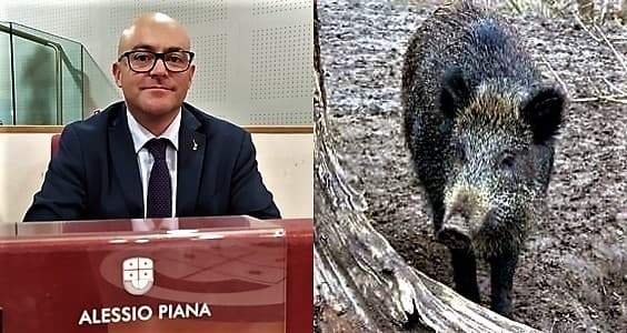 Peste suina, Piana: in 10 mesi nessuna azione efficace contro i cinghiali