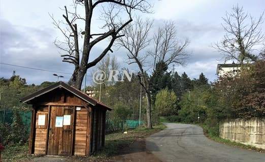Sassello, taglio e potatura alberi pericolanti al centro sportivo