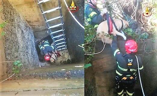 Dexter e Lia cani caduti nel pozzo e salvati dai Vigili del fuoco ad Arenzano