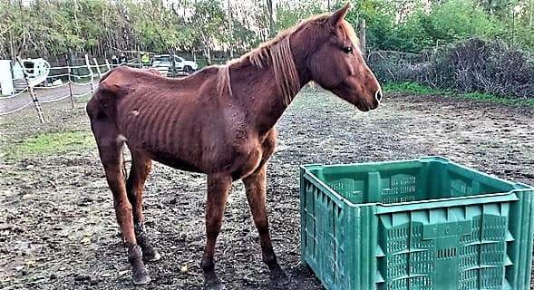 Sequestrati asino e 4 cavalli, denunciati per abbandono 2 allevatori a Sarzana