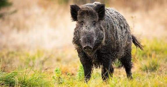 Disagi agricoltura, Coldiretti: su peste suina abbattimenti in ritardo