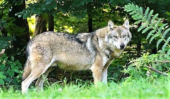 Convivenza lupi e selvatici nella salvaguardia degli allevamenti