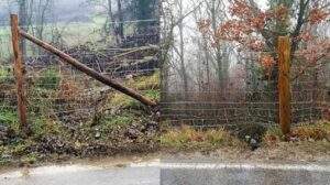 Peste 0 suina a Sassello considerazioni sindaco