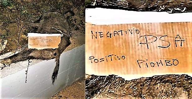 Sassello, trovato cinghiale morto con cartello “negativo psa, positivo piombo”