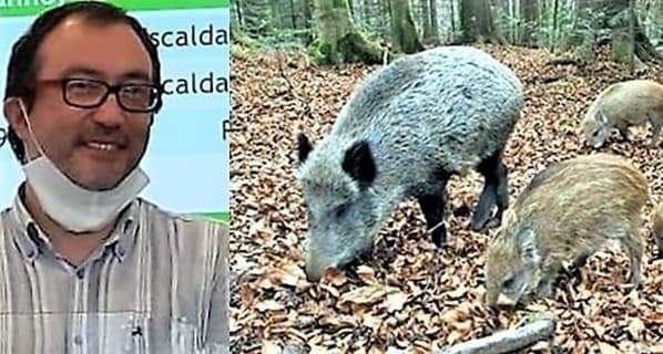 Sassello, Buschiazzo: “Gli ultimi 4 cinghiali morti sono stati lasciati nel bosco”