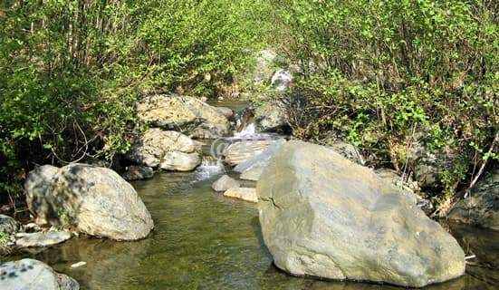 Ansia, un aiuto dalle piante, diminuisce con l’aria della foresta