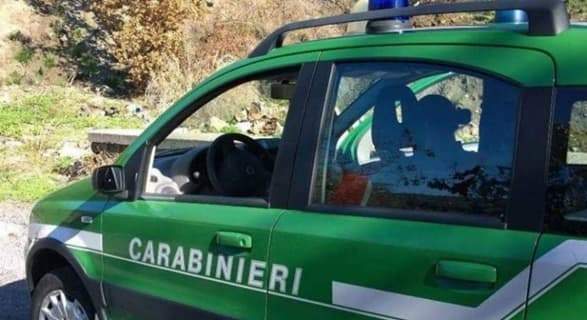 Tagli boschivi, su 18 controlli nell’alessandrino 15 irregolari