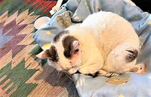 Il gatto scomparso a Sassello è tornato a casa a Giovo Ligure