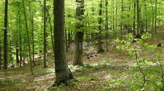 La risorsa legno in Valle Erro e Val Bormida. Le richieste Coldiretti alla Regione