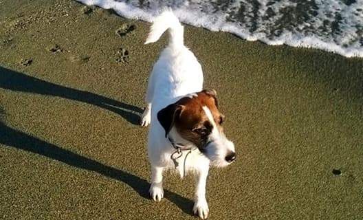 Richiesta una spiaggia aperta ai cani a Savona