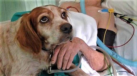 Pet therapy, Brunetto: terapia con animali nella sanità ligure
