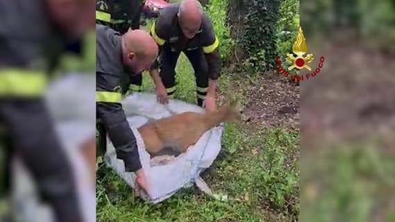 Vigili del fuoco salvano giovane capriolo caduto in mare a Voltri